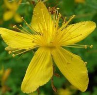 St John's Wort Herb,Powder - Wildcrafted - Hypericum perforatum (454g = One Pound) Brand: Herbies Herbs