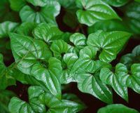 Wild Yam Root, Cut&Sifted - Wildcrafted - Dioscorea villosa (454g = One Pound) Brand: Herbies Herbs