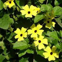 Outsidepride Thunbergia Yellow - 100 Seeds