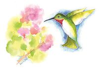 "Morning Nectar" - 5 Hummingbird Watercolor Note Card Set 4.25" X 5.5" with Envelopes