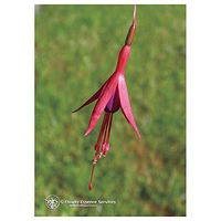 Flower Essence Services Supplement Dropper, Fuchsia, 0.25 Ounce