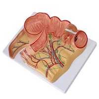 LXX Scientific Human Anatomy - Rectal and Appendix Models Digestive System- Medical Teaching Tool Toy Decoration Statue