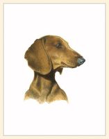 Fiddler's Elbow Dachshund Box Note Cards