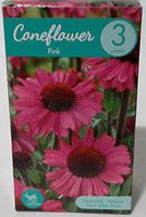 Coneflower, Pink, Echinacea Purpurea, Perennial - 3 Plants