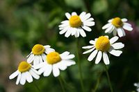 German Chamomile 519 Seeds, Pretty White Flowers - Soothing Tea, EZ 2 Grow