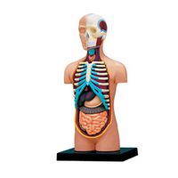 NACHEN 4D Vision Human Torso Anatomy Model Puzzle Assembly Toy Anatomical Huamn Internal Organs for Learning Resources