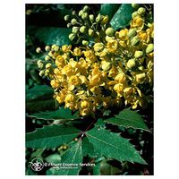 Flower Essence Services Quintessentials Supplement Dropper, Oregon Grape, 0.25 Fluid Ounce