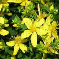 750 Seeds St John's Wort