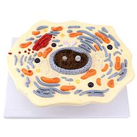 LXX Scientific Human Anatomy - Animal Thin Chest Model Animal Cell Structure Microscopically Magnified Golgi Mitochondrial Organism - Science Kits, Lab Supplies