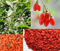 Healthyway Organic Goji Berries Wolfberry 5 Pounds