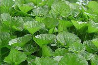 Rau Ma, Penny Wort, Gotu Kola Plants (15)