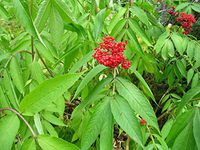 191 Seeds of Sambucus racemosa, European Red Elderberry, Red Elderberry