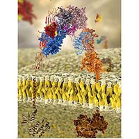 GREATBIGCANVAS Insulin receptor, Molecular Model Poster Print, 12"x16"