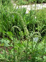 Cimicifuga racemosa, Black Cohosh, Bugbane Starter Plant (3 Plants)