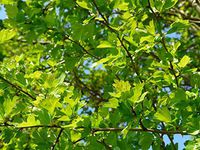 Home Comforts Eingriffeliger Hawthorn Hawthorn Bush Hardwood Vivid Imagery Laminated Poster Print 11 x 17