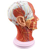 LXX Anatomical 1:1 Human Head Superficial Neurovascular Model - Face Anatomy Medical Brain Neck Median Section Study Model - Cosmetic Facial Nerve Micro-Shaping Teaching Tool