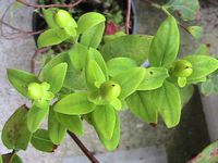 15 St John's Wort Seeds HERBAL REMEDY