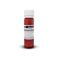 CAULOPHYLLUM 6C Homeopathic Remedy in 10 Gram