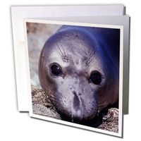 3dRose Elephant seal calf, Mirounga angustirostris, San Benito Islands, Baja California, Mexico - Greeting Cards, 6 x 6 inches, set of 12 (gc_9949_2)