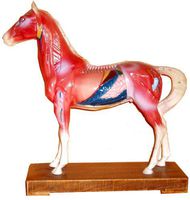 Acupuncture Horse Model (SM-13)