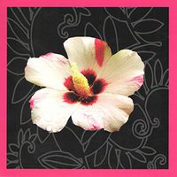 Floral Photo Set of 6 Blank Notecards ~ White and Pink Hibiscus (5" x 5"; White Envelopes)