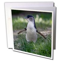 3dRose Omaha, Henry Doorly Zoo. Little Blue Penguin - US26 GHA0030 - Gayle Harper - Greeting Cards, 6 x 6 inches, set of 6 (gc_91531_1)
