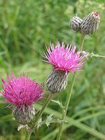 50 Seeds of Cirsium muticum, Swamp Thistle, Marsh Thistle, Dunce-Nettle, Horsetops
