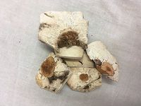 茯神 (有木) | Poria with hostwood