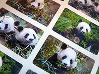 24 Panda, Wildlife Animal Self-Adhesive Labels Stickers for Kids & Craft