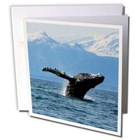 3dRose Greeting Cards, Humpback Whale Acrobatics in the Lynn Canal in Southeastern Alaska, Set of 6 (gc_21601_1)