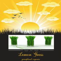 Lemongrass Clean Burning Aroma Lamp Oil 8oz (Meditation & Aromatherapy Grade)