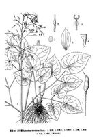 Epimedium Horny Goat Weed Extract Powder 400 mg x 200 Capsules, 50% Icariin, for Men Health