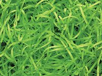 4oz Bag Lime Green VERYFINE Fine Cut Gift Basket Shred Paper Grass Filler Bedding nfLG -432