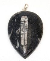 Orthoceras Fossil Pendant Sterling Silver Bail 55mm - 60mm Large
