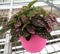 Jmbamboo - Fairy Garden Hypoestes Phyllostachya, Confetti, Polka Dot Plant