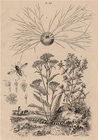 Flower Fly. Miliolida. Yarrow. Hypericum perforatum (St John's wort) - 1834 - old print - antique print - vintage print - Plants art prints
