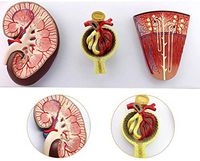 LXX Human Anatomy Science Models,Kidney Anatomical Model -Kidney and Nephron, Glomerular Enlargement Model,PVC Material Learning Resources Anatomy Model for Medical Training Aid
