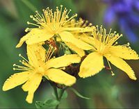 St. John's Wort ( Hypericum Perforatum ) 1000 seeds anti depression