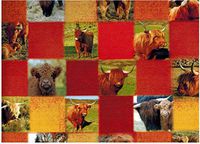 Highland Cow Rolled Gift Wrap Paper 2 Sheets of 19.5 in x 27.5 in