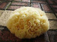 Natural Sea Sponge 6.5'' to 7'' Extra Large Bleached Greek KALYMNOS 16.5-18cm