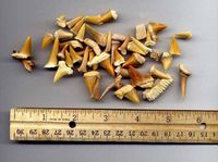 Bulk Genuine Moroccan Fossil Shark Teeth - 1 lb
