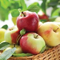 Paper Luncheon Napkins 2 X 20pcs 13"x13" Yellow Green Red Apples in a Basket