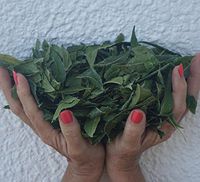 Organic Neem Leaves | Whole Fresh Wild Harvested Shade Dried Premium | 5 Oz for Tea, Boost Immune System Bathing Skin Irritations! Natural Detox USA