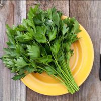 500 Giant Italian Flatleaf Parsley- Open Pollinated-Organic-Non GMO