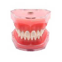 Standard Dental Demonstration, YOUYA DENTAL Teeth Model Teaching Model Study Tool Soft Gums Teaching Dental Mode with 28 Removable Teeth