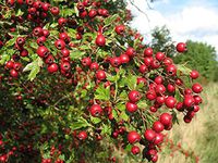 20 Seeds of Crataegus laevigata, English Hawthorn