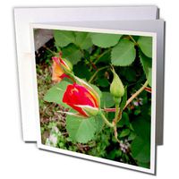 3dRose Josephs Coat Rosebud, promises to bloom soon with fire like brilliance - Greeting Cards, 6 x 6 inches, set of 12 (gc_120444_2)