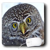 3dRose Print of Adorable Owl Closeup with Piercing Eyes Mouse Pad (mp_194676_1)