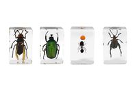 Celestron - 3D Bug Specimen Kit #5 - Observe Insects - Ideal Accessory for Any Celestron Digital Microscope