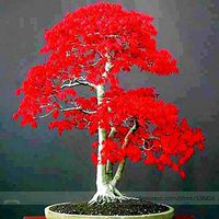 100% True Japanese Red Maple Bonsai Tree Cheap Seeds, Professional Pack, 20 Seeds/Pack, Very Beautiful Indoor Tree